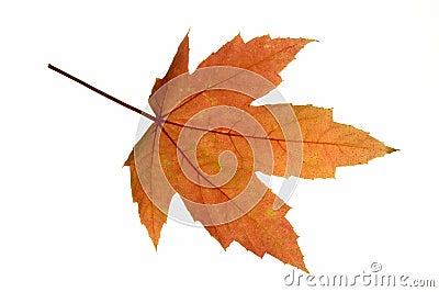 Red Leaf Maple Stock Photo