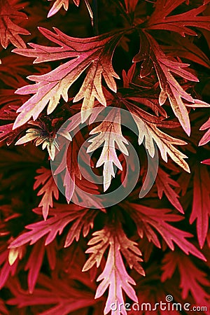 Red leaf plant close up photo Stock Photo