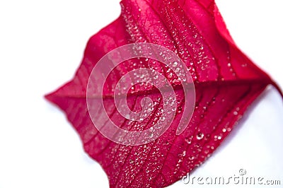 Red leaf with drops Stock Photo