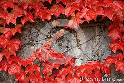 Red leafage on a grey wall. Stock Photo