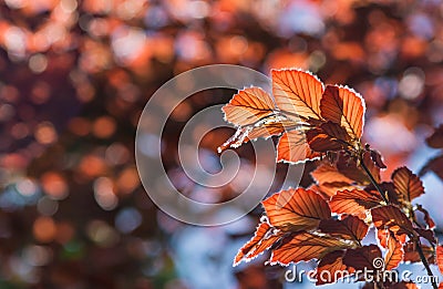 Red Leafs Stock Photo