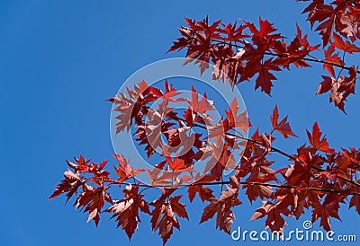 Red leaves of Acer freemanii Autumn Blaze on blue sky background. Close-up of fall colors maple tree leaves in resort area Stock Photo