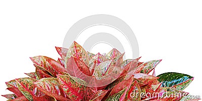 Red Leaves of Aglaonema Plant Isolated on White Background with Copy Space Stock Photo