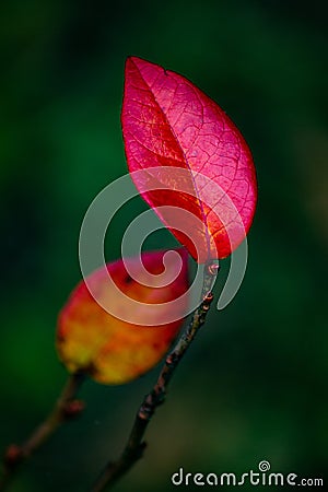 Red leaves of autumn blueberries Stock Photo