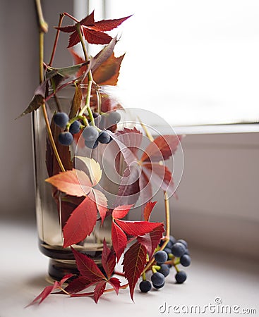 red leaves blue berries glass vase window close-up Stock Photo