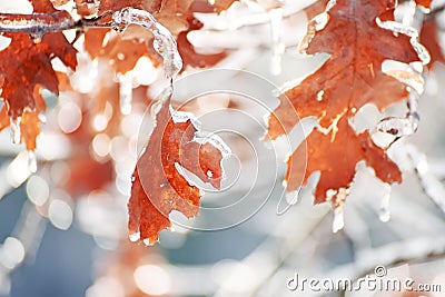 Red leaves on branches in ice on a natural winter background. Stock Photo