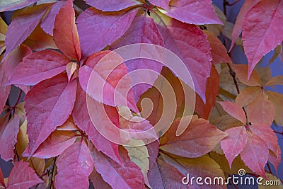 Red leaves of creeping wild maiden grapes in autumn. Stock Photo