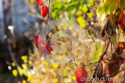Red leaves of curling ornamental grapes in November. Stock Photo
