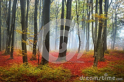 Red leaves in a foggy autumn forest Stock Photo