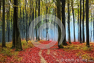 Red leaves in a foggy autumn forest Stock Photo