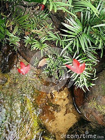 Red Leaves Mapel in Nation Park of Thailand. Stock Photo