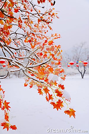 Red leaves in the snow Stock Photo