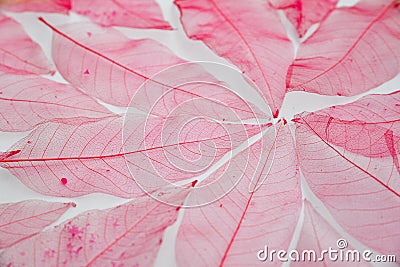 Red leaves structure background Stock Photo