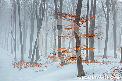 Red leaves tree in winter foggy forest. Snow covered woods Stock Photo