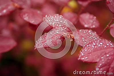 Red Leaves with Water Droplets Stock Photo