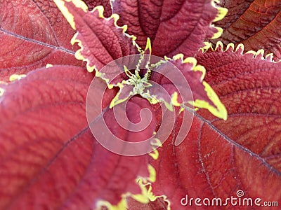 red leaves wrapped in yellow look pleasing to the eye and to own Stock Photo