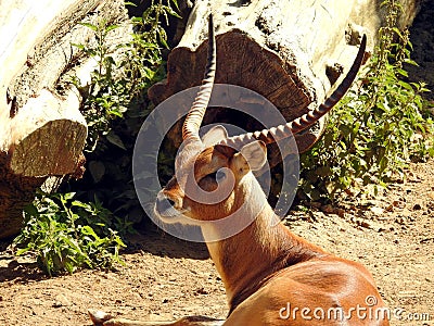 Red lechwe antelope Stock Photo
