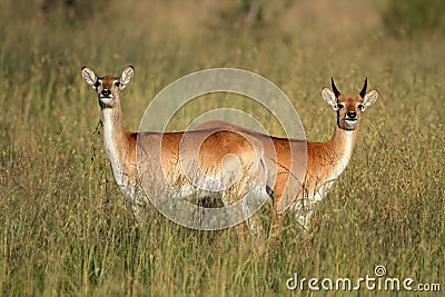 Red lechwe antelopes Stock Photo