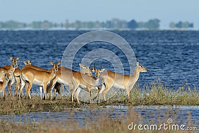 Red lechwe antelopes Stock Photo