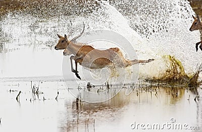 Red Lechwe antelopes - Botswana Stock Photo