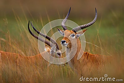 Red lechwe, Kobus leche, big antelope found in wetlands of south-central Africa. Two animals portrait in the nature habitat. Stock Photo