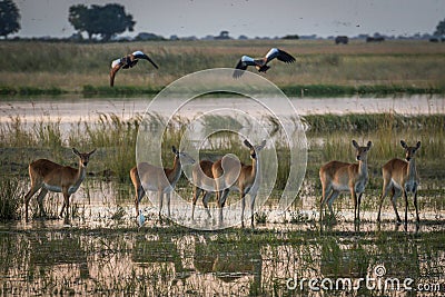 Red lechwe in wetlands with birds above Stock Photo