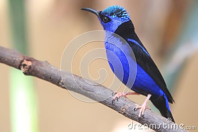 Red-legged honeycreeper Stock Photo