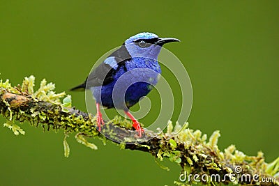 Red-legged Honeycreeper, Cyanerpes cyaneus, exotic tropic blue bird with red leg from Costa Rica. Tinny songbird in the nature hab Stock Photo