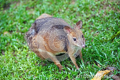 Red legged pademelon wallaby Stock Photo