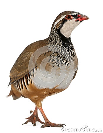 Red-legged Partridge Stock Photo