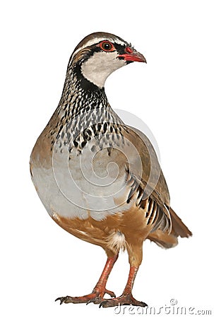 Red-legged Partridge Stock Photo