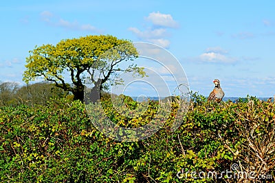 Red-legged Partridge Stock Photo