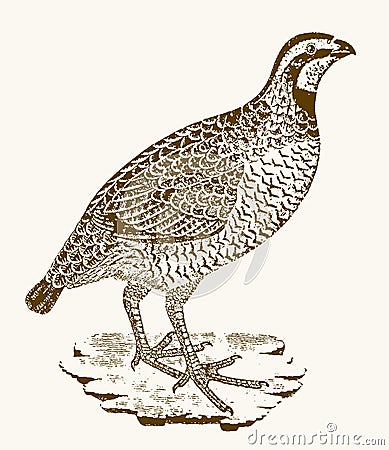 Rock partridge, alectoris graeca sitting on a rocky ground Vector Illustration