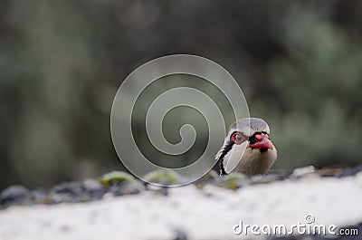Red-legged partridge at the edge of a road. Stock Photo