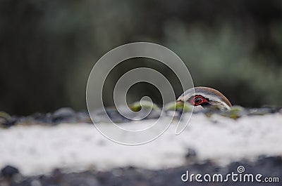 Red-legged partridge at the edge of a road. Stock Photo