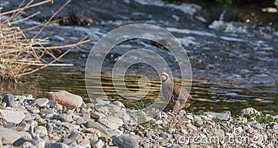 Red-legged Partridge at the river shore Stock Photo