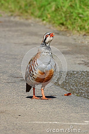 Red legged partridge on road Stock Photo