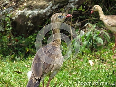 Red-legged Seriema Cariama cristata - Siriema Typical bird of Brazil`s cerrados. It reaches an average height of 70 centimeters Stock Photo