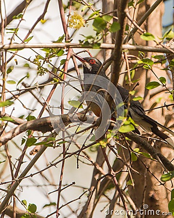 Red-legged Thrush in the thicket Stock Photo