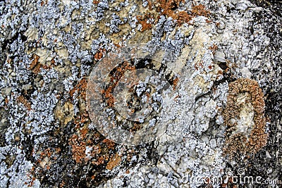 Red lichen on a gray stone. Natural, organic background Stock Photo