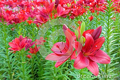 Lilium brownii Stock Photo