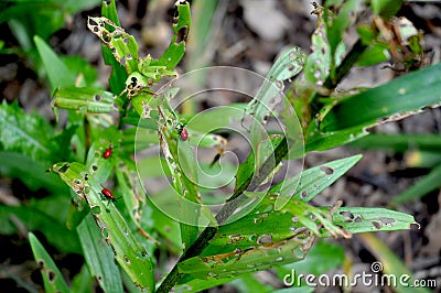 Red Lily Beetles, Lilioceris lilii Stock Photo