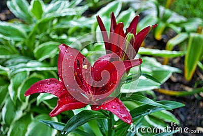 Red lily flower blooming early in the season spring Stock Photo