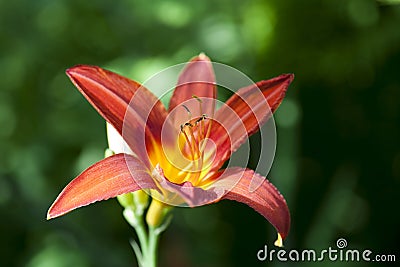 Red lily flower blossom Stock Photo