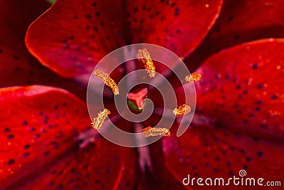 Red lily flower closeup view Stock Photo