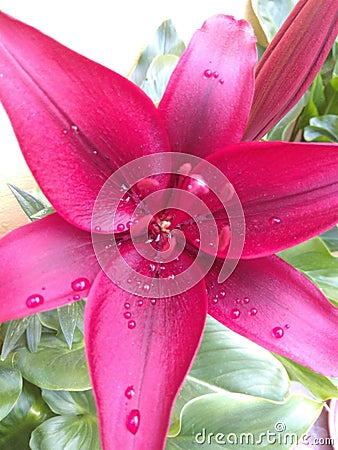 Red lily Lilium flower with raindrops Stock Photo