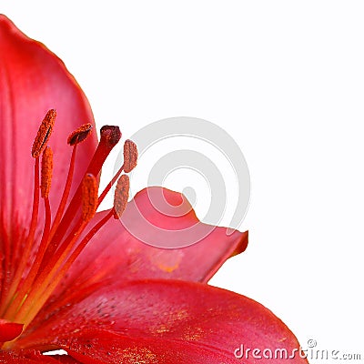 Red lily with pistils Stock Photo