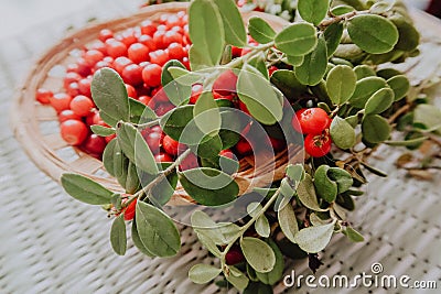 Red Lingonberry in the forest. Cowberry eurasian flora, forest lingonberry. Stock Photo