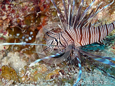 Red Lion Fish Stock Photo