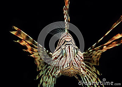 Red Lionfish Aquatic Animal Stock Photo